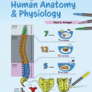 A Visual Analogy Guide to Human Anatomy and Physiology 4th Edition - Original PDF